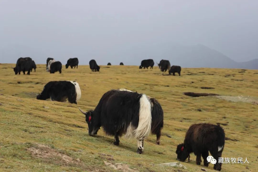 青藏高原：地球绿洲的代表，冬虫夏草的故乡